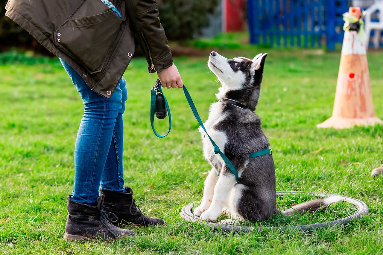 Trucos para cambiar el pienso a tu cachorro.